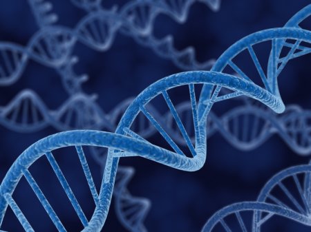 ԴՆԹ-ի կրկնապատկումն առաջին անգամ տեսանկարահանել են (տեսանյութ)