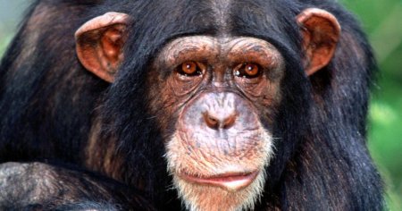 Էգ շիմպանզեին հղիացրել են մարդու սերմնահեղուկով