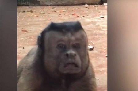 Չինաստանում մարդու դեմքով կապիկ են գտել (Տեսանյութ)