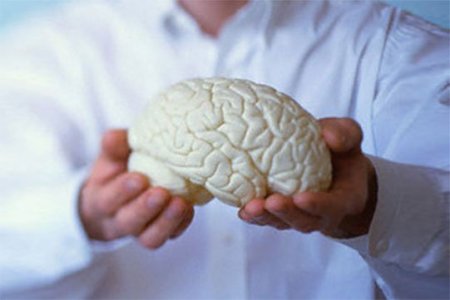 Գլխուղեղը 36 ժամ հաջողությամբ պահպանում է իր ակտիվությունը առանց մարմնի