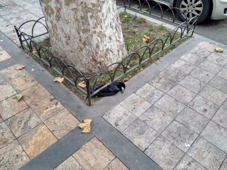 Ագռավների զանգվածային անկում Երևանում. իրավիճակը մտահոգիչ է