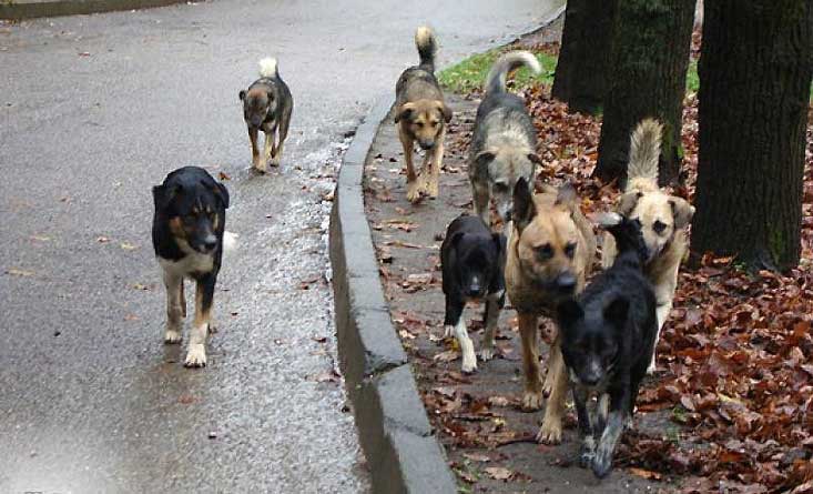 Երևանում թափառող շները հարձակվել են մարդկանց վրա. Փրկարարներին չի հաջողվել վնասազերծել շներին.Կան տուժածներ