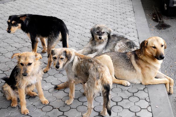 Հրազդանում շների սպանդ են արել վերջին դեպքերից հետո, հասարակությունը 2 մասի է բաժանվել